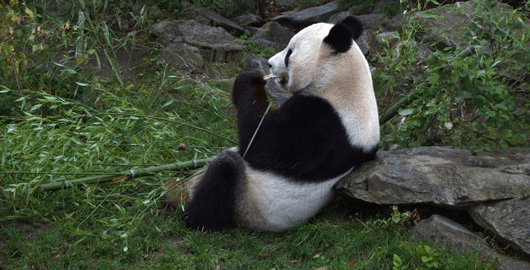 Panda la Zoo Viena